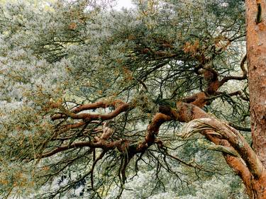 Print of Tree Photography by neil maccormack