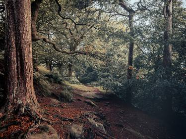 Original Documentary Tree Photography by neil maccormack