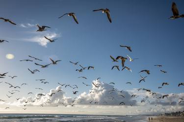 Print of Beach Photography by Robert Randall