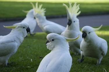 Print of Documentary Nature Photography by Natalie Devitt