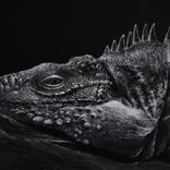 dragon by Ruslan Prokopchuk