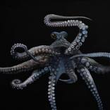 octopus by Ruslan Prokopchuk