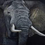elephant by Ruslan Prokopchuk