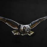 owl by Ruslan Prokopchuk