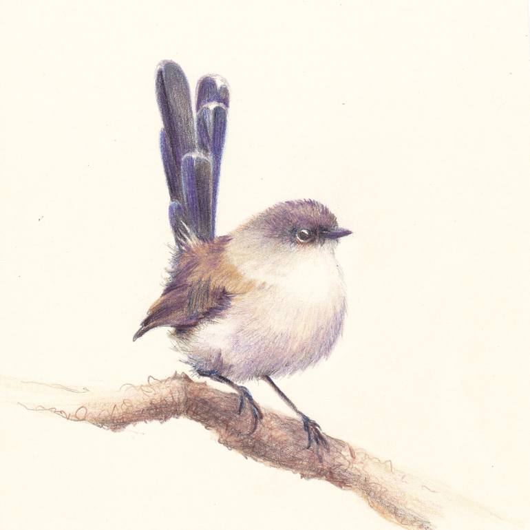 016 The bird Superb fairy wren Drawing by Olga Trifonova | Saatchi Art