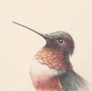 The hummingbird thumb