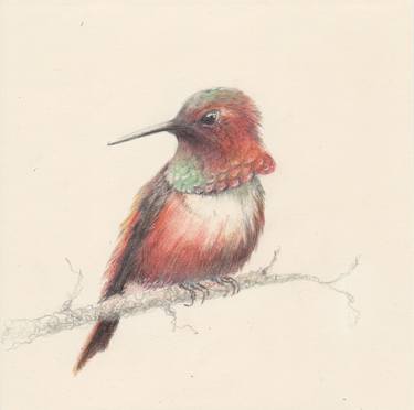 069 Hummingbird thumb