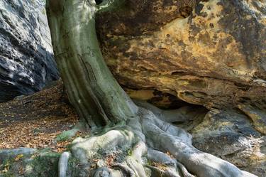 A tree, its strong root and sandstone 1 thumb