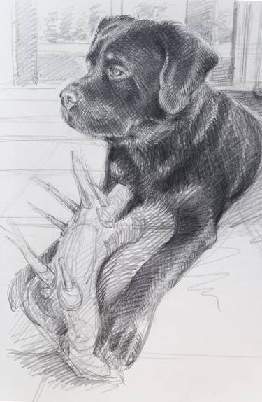 Original Illustration Animal Drawing by Adriana Mueller