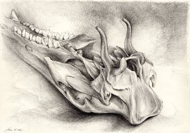 Print of Mortality Drawings by Adriana Mueller