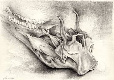 Wild boar skull and the cycle of life in the forest thumb