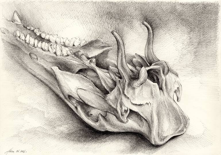 wild boar skull drawing