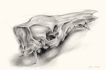 Wild boar skull and metamorphosis of life 1 thumb