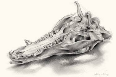 Wild boar skull and metamorphosis of life 2 thumb