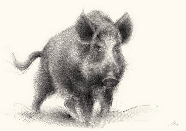 A History of the Wild Hog, by Marshall Seedorff – Force of Nature