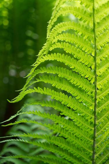 Green fern and summer dream in the forest image