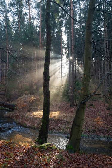 Print of Realism Nature Photography by Adriana Mueller