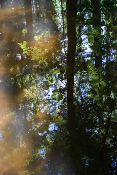 Green leaves and reflection in calm water, magical forest thumb