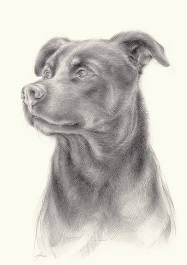 Zeus 1, dog portrait thumb