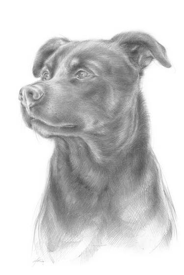 Zeus 1, dog portrait thumb