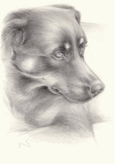 Diana 1, dog portrait image