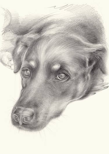 Diana 2, dog portrait image