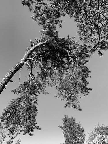 Pine Trees Speak To Me thumb