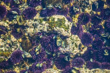 Sea Urchins at North Cascade National Park, WA thumb