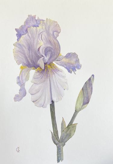 oil painting of beautiful blue iris - IRIS - Digital Art, Flowers