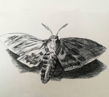 moth - Limited Edition of 1 thumb