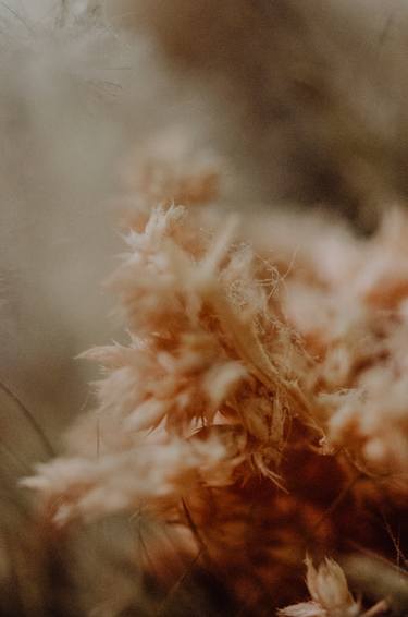 Print of Fine Art Botanic Photography by Ludovica Lanzafami