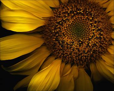 Sunflower 44 thumb
