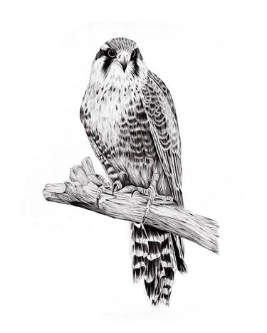 Print of Fine Art Nature Drawings by Michael Spillane