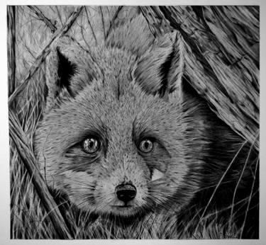 Fox in the Undergrowth thumb