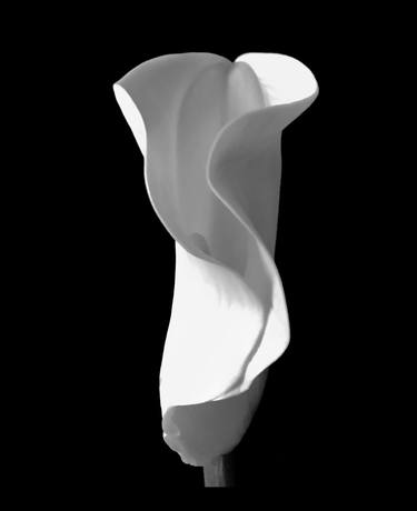 Sell the Public Flowers / The original Calla Lily by Jase Michael 2021 - Limited Edition of 5 thumb