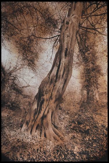 Hornbeam in the forest thumb