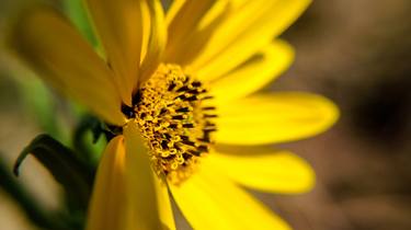 Print of Abstract Botanic Photography by Jeremy Schwartz