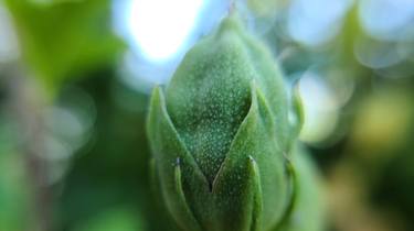 Green Rosebud Abstract thumb