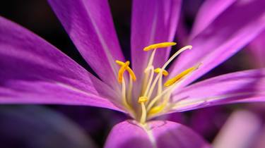 Print of Abstract Botanic Photography by Jeremy Schwartz