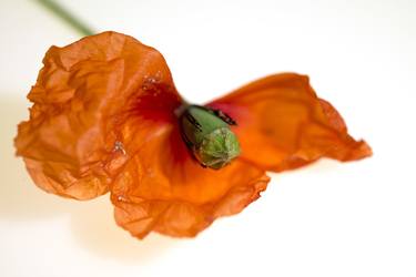 Print of Fine Art Floral Photography by Annette vanCasteren