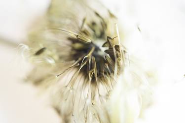 Beauty in Decay - Dandelion thumb