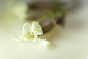 Print of Floral Photography by Annette vanCasteren