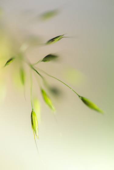 Closer - Grass seeds thumb