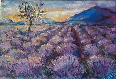 Lavender field thumb