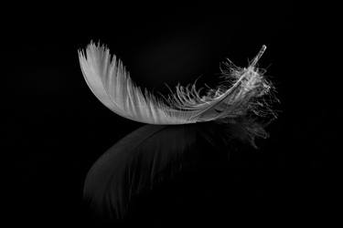 Reflected Feather - Limited Edition of 10 thumb
