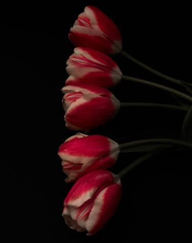 Red Tulips - Limited Edition of 4 thumb