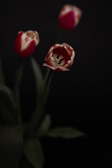 Print of Minimalism Floral Photography by Jelena Andjelic