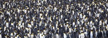 A Multitude of penguins thumb