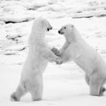 Dancing Bears by chet morrison