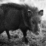 Javalina by chet morrison